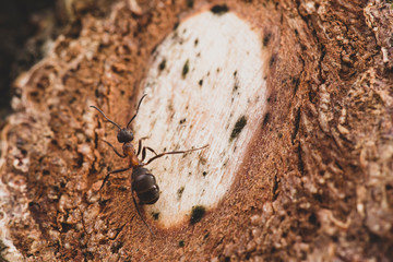 Red forest ant, Formica rufa, sits on a tree at sunset. Macro.