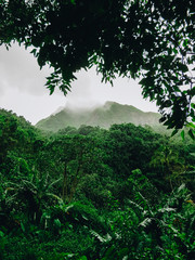 Cook islands mist Rain