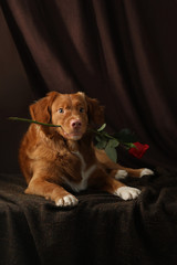 The dog holds a rose in his teeth. Nova Scotia Duck Tolling Retriever, Pink nose