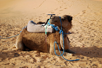 Camel Sat On The Saharan Sand