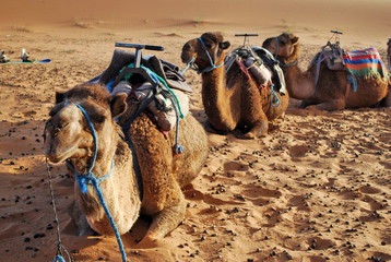 Camels Sat On The Saharan Sand