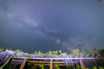 天の川のかかる夜を藤の花が祝う
