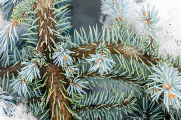 blue spruce with young shoots in spring snow