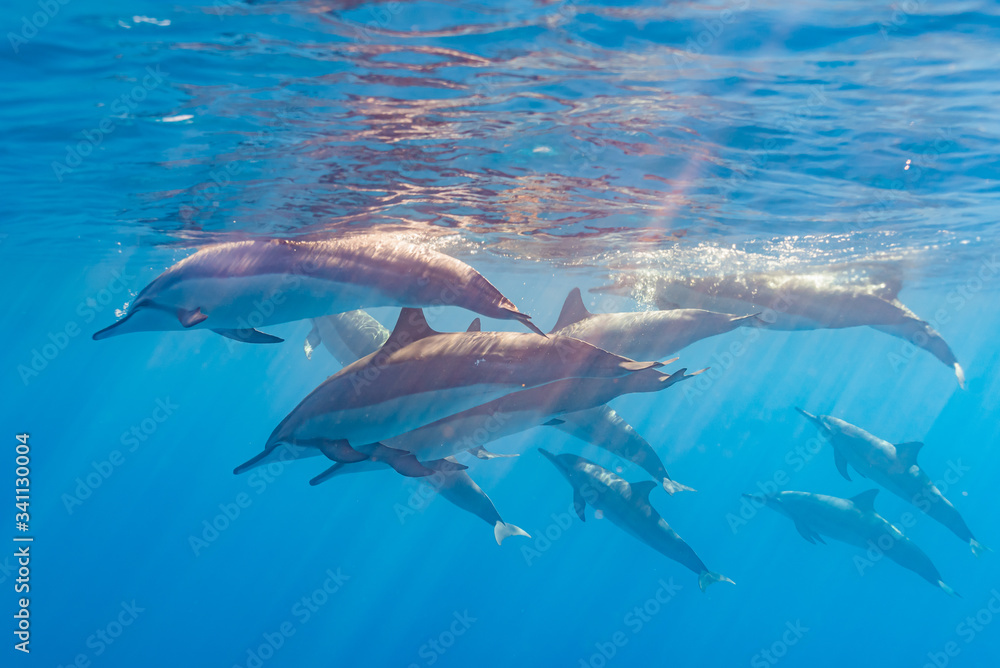 Wall mural pod of dolphins swimming near surface of clear blue ocean