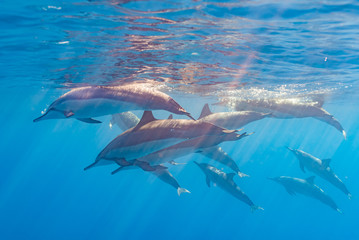 Pod of dolphins swimming near surface of clear blue ocean - obrazy, fototapety, plakaty