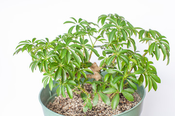 インテリアグリーン「シェフレラ」