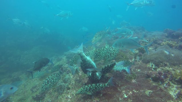 Underwater coral reef and tropical fish in Indian Ocean	