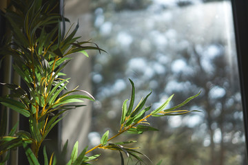 Decorative artificial plastic plants with a sun shining through them in the interior.