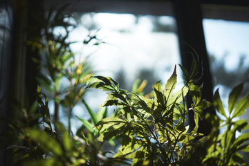 Naklejka premium Decorative artificial plastic plants with a sun shining through them in the interior.
