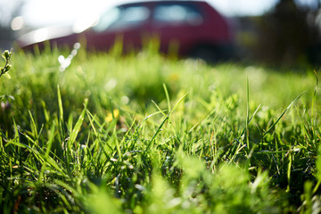 Closeup of a grass in the city meadow with a car in the background.