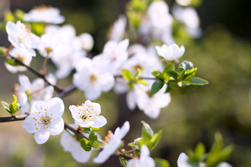 Blossomed apricot flower on the background of other blurred bloom flowers. Spring photo for your design.