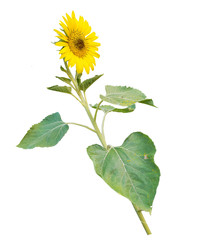 Beautiful sunflower isolated on white background.