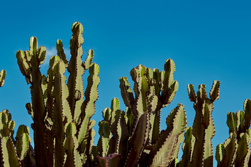 High cactus on a background of blue sky and sea. Many succulents