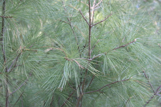 pine tree