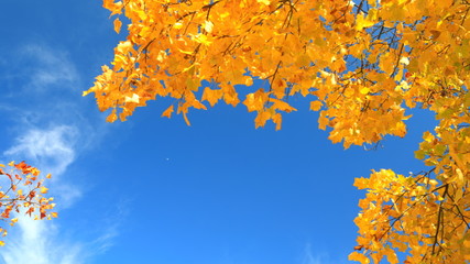 아름다운 가을 단풍과 하늘