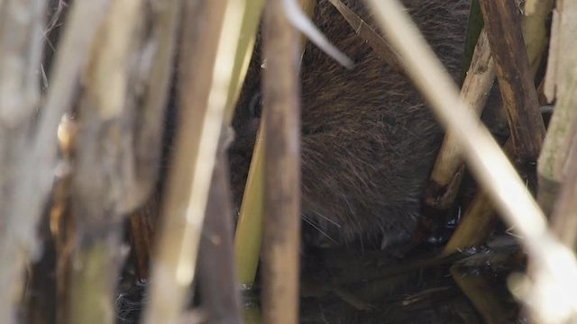 rare, endangered, wild British watervole at a feeding station