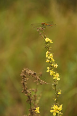 dragonfly on yellow flower