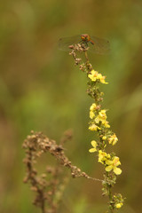 dragonfly on a yellow flower