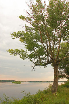 tree on the lake © Necroborg