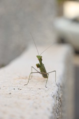 grasshopper on the ground