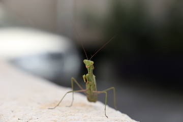 green praying mantis