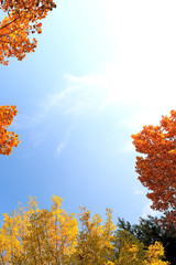 Fototapeta na wymiar 아름다운 가을 단풍과 하늘