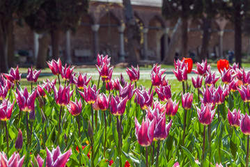 Istanbul, Turkey, 12 April 2007: Topkapi Palace, Garden, Tulips