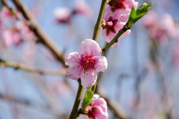 Pink flowers, blooming peach in the garden.