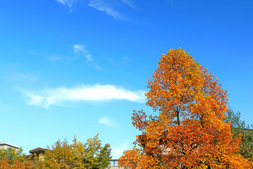 Fototapeta premium 아름다운 가을 단풍과 하늘