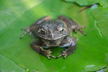Beautiful toad in water on green leaf
