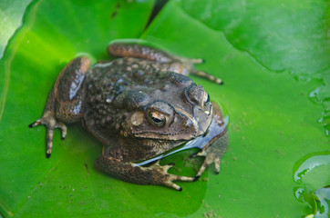 Bright eye of ugly toad in the wtaer on green leaf
