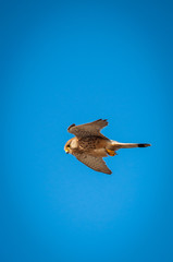 Flying Hawk


