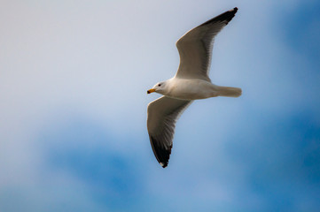 Seagull, blue sky