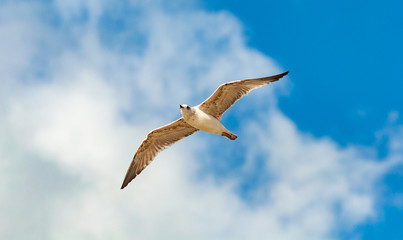 Seagull, blue sky