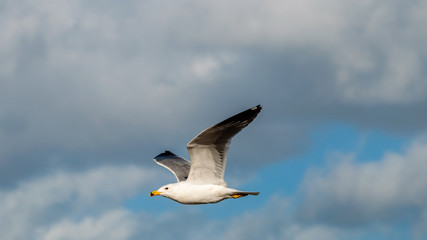 Seagull, blue sky