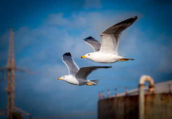 

seagull couple, blue sky