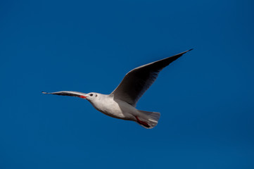 Seagull, blue sky