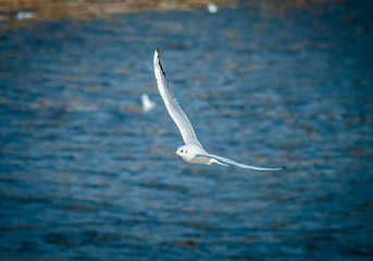 Seagull, blue sky