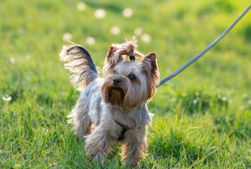 yorkshire terrier on the grass