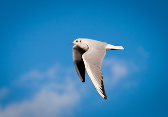 Seagull, blue sky