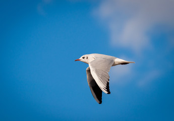 Seagull, blue sky