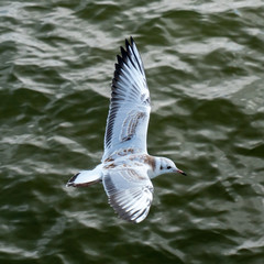 Seagull in flight with water in the background