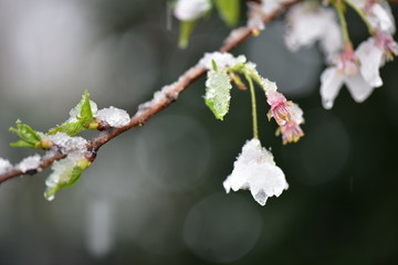 桜と雪