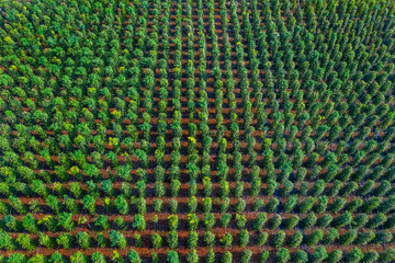 Aerial view of pepper farm in Bu Dang, Binh Phuoc, Vietnam.  Top of pepper tree and pepper tree background.
