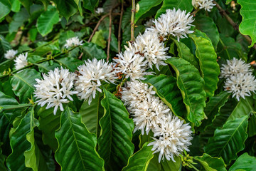 Flower of arabica and Robusta tree in Coffee plantation, Buon Me Thuot or Buon Ma Thuot, Dak Lak, Vietnam.