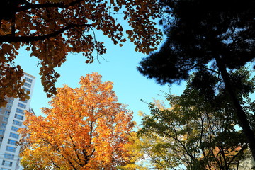 아름다운 가을 단풍과 하늘