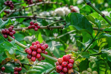 Arabica and Robusta tree in Coffee plantation, Buon Me Thuot or Buon Ma Thuot, Dak Lak, Vietnam.