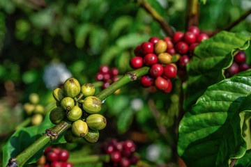 Arabica and Robusta tree in Coffee plantation, Buon Me Thuot or Buon Ma Thuot, Dak Lak, Vietnam.