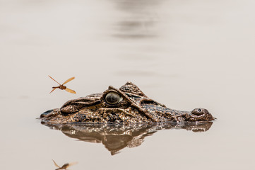 cocodrilo, alligator, reptilia, animal, acuático, rana, naturaleza, fauna, anfíbio, ocular,...