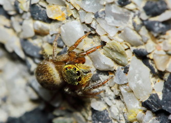 Macro Photography of Jumping Spider on old stone for background